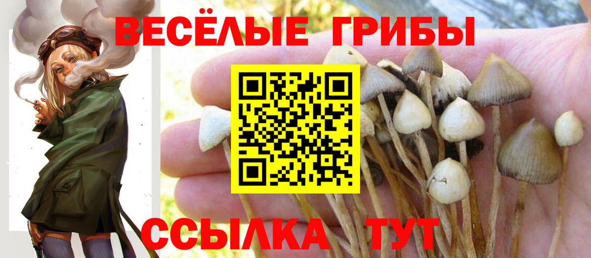 Галлюциногенные грибы Psilocybine cubensis Ярцево